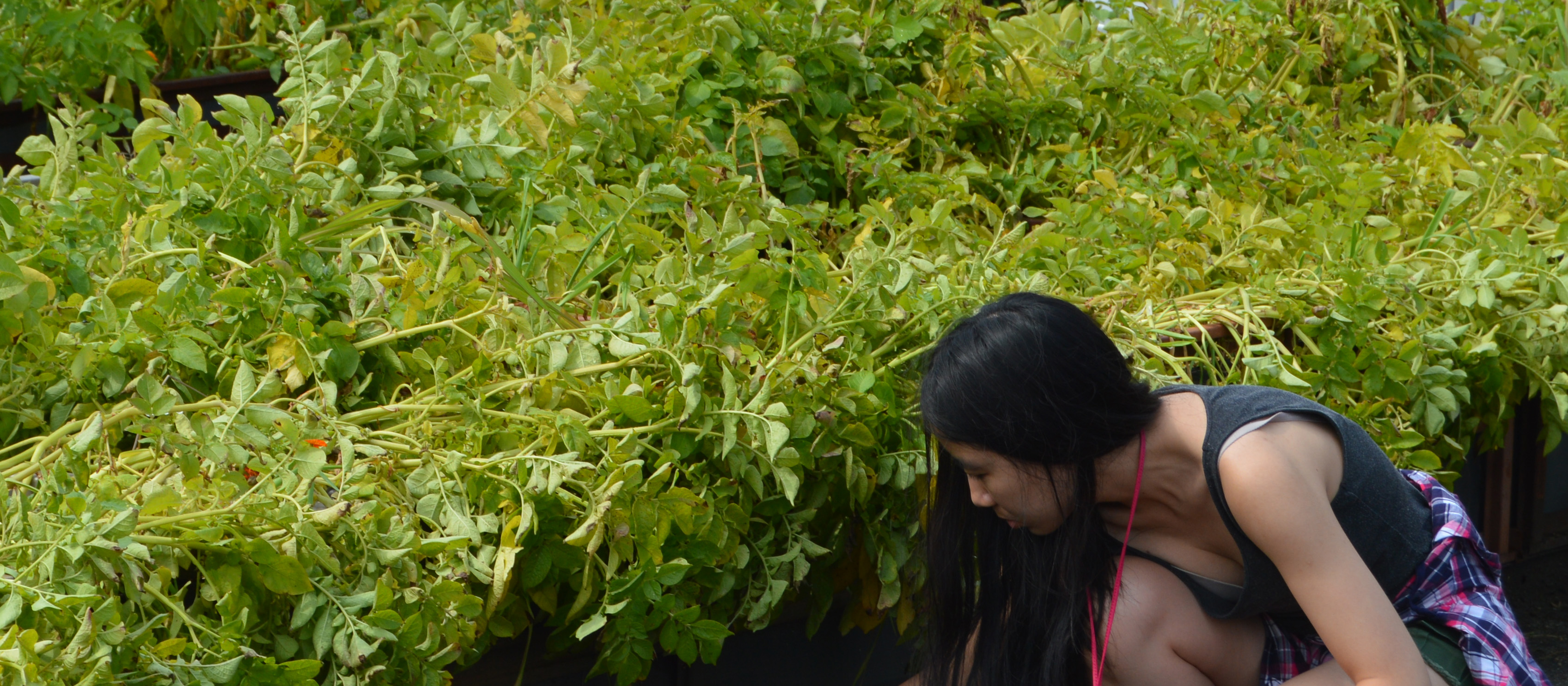 Header for Office of Sustainability Page