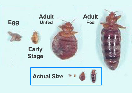 bed bug cycle