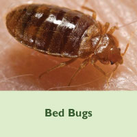 bed bug